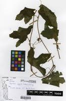 Image result for Peponium