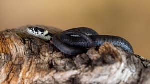 Ringelnattern sind in deutschland heimisch, aber in gärten nur seltene gäste. Wasserschlange Photos Royalty Free Images Graphics Vectors Videos Adobe Stock