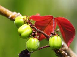 Image result for Jatropha gossypiifolia