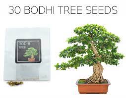 30 Bodhi Tree Sacred Fig Bonsai Seeds Grow Your Own Bonsai Etsy Hong Kong