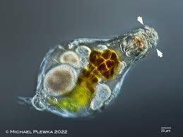 Image result for Eragrostis rotifer