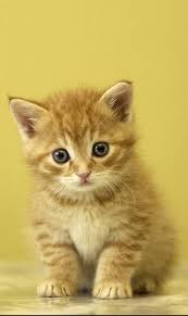 Wallpaper keren lucu wallpaper kucing lucu hd via wallpaperkerenlucu.blogspot.com. Free Cute Cat Wallpaper Hd For Android Pour Android Telechargez L Apk