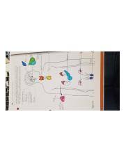 180 anatomy & physiology coloring workbook. Endocrine Glands Jpg M 160 Anatomy Physiology Coloring Workbook 5 Figure 9 2 Is A Diagram Of The Various Endocrine Organs Of The Body Next To Each Course Hero