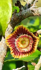 Image result for Napoleonaea gossweileri