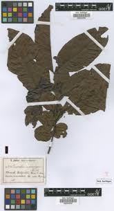 Image result for Eriocoelum