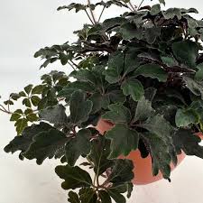 Image result for Mikania