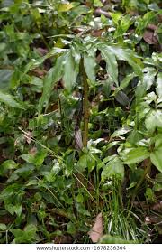 Image result for Arisaema mildbraedii