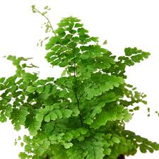 Image result for Adiantum patens