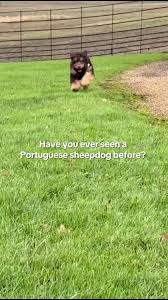 Meet Bailey: The Adorable Portuguese Sheepdog