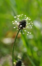 Image result for Empogona lanceolata