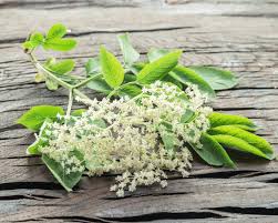 See full list on wikihow.com Elderflower Harvest And Uses Why You Should Grow Elderberries For Their Flowers