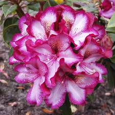 Rhododendron Midnight Mystique Azalea Rhododendrons Shrubs By Variety Shrubs Beautiful Flowers Amazing Flowers Pretty Flowers