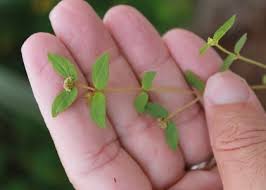 Image result for Euphorbia ophthalmica