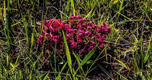 Image result for Behnia reticulata