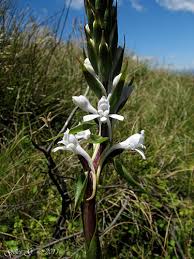 Image result for Satyrium coriophoroides