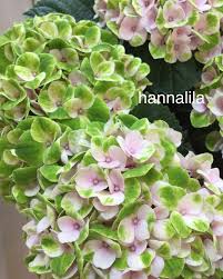 hannalila