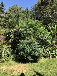 Image result for Manihot grahamii