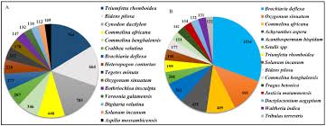 Image result for Neuracanthus africanus