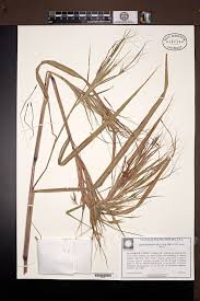 Image result for Heteropogon melanocarpus