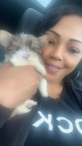 Introduction of new blueberry parti merle yorkie puppy