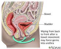 During the descent of a squat. Urinary Tract Infection Adults Medlineplus Medical Encyclopedia