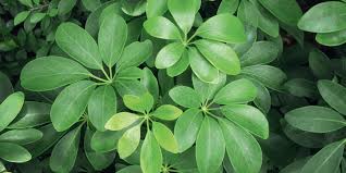 Orchidee, bromelie, piante carnivore, bonsai, piante grasse e succulente ed altre ancora! Schefflera Si Puo Moltiplicare E Rinvasare Come Fare Cose Di Casa