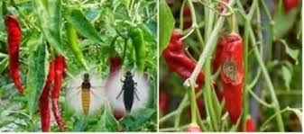 Lakukan pemupukan kurang lebih setiap 7 sampai 10 hari sekali. Cara Menanam Cabe Rawit Di Gunung Agar Hasil Panen Melimpah