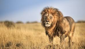 Lion Safari at Sanjay Gandhi National ...