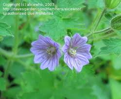 Image result for Geranium bohemicum Orhcid Blue