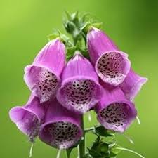 Lotus is the national flower of india. 43 Indian Flowers Ideas Indian Flowers Different Types Of Flowers Flowers