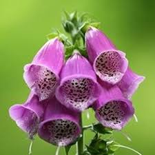 These flowers easily available in india represent intense love and bond between two people. 43 Indian Flowers Ideas Indian Flowers Different Types Of Flowers Flowers