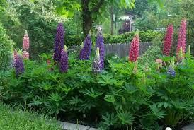 Pin On Garden