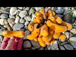 Image result for Uvaria angolensis