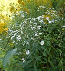 Image result for Helichrysopsis