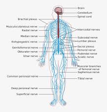 The nervous system is mainly divided into central nervous system, peripheral nervous system and autonomic nervous system. The Peripheral Nervous System Is The Part Of The Nervous Nervous System Diagram Unlabeled Png Image Transparent Png Free Download On Seekpng