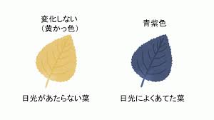 中学受験の理科 植物の光合成実験の手順 中学受験 理科 偏差値アップの勉強法