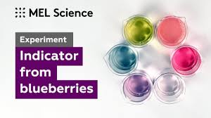 Blueberries Indicator Experiment Mel Chemistry