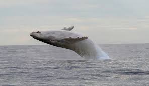 Black and white whale name. Australian Photographer Captures Migaloo The Elusive White Whale In Full Flight Daily Mail Online