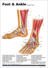 Foot and Ankle Anatomical Chart