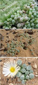 Species Spotlight Fenestraria Baby Toes The Succulent Eclectic