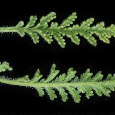 Image result for Jamesbrittenia huillana