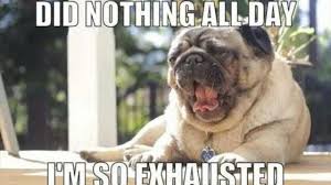 Check it out and start shopping & book. Dog Grooming Near Me Home Facebook