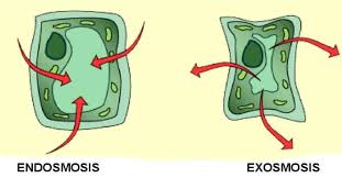 Osmosis in the largest biology dictionary online. Osmosis Definition Types Examples Osmosis Vs Diffusion