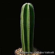 Image result for Pachycarpus lineolatus