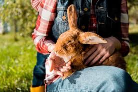 As with any behavioral training, never shake, scream at, or become physically aggressive with your rabbit. How To Litter Train Rabbit Northern Nester