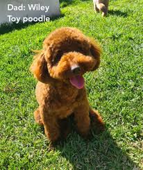 Poodle Mini