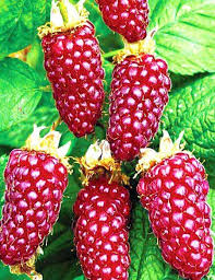 какие цветы посадить на клумбе чтобы цвели все лето фото Nizkoroslye Cvety Dlya Klumby Cvetushie Vse Leto Nazvaniya I Foto V 2020 G Cvety Vo Dvore Malina Cvety