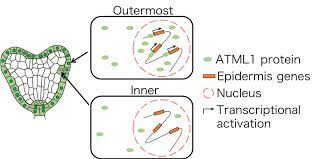 Maybe you would like to learn more about one of these? Location Is Everything For Plant Cell Differentiation