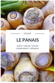 Panais Semer Cultiver Recolter Conserver Potager Facile Panais Jardinage Potager
