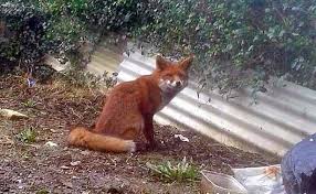 Maybe you would like to learn more about one of these? Best Ways To Get Rid Of Foxes And What Are They Afraid Of Plymouth Live